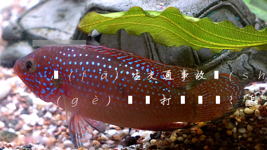 發(fā)生交通事故時(shí)，第一個(gè)電話打給誰？怎樣拍照取證？